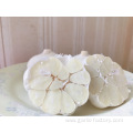 Fresh pure white garlic 5.5 cm